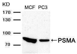 FOLH1 Antibody