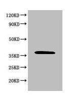 MAPK8 Antibody