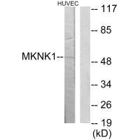 MKNK1 Antibody