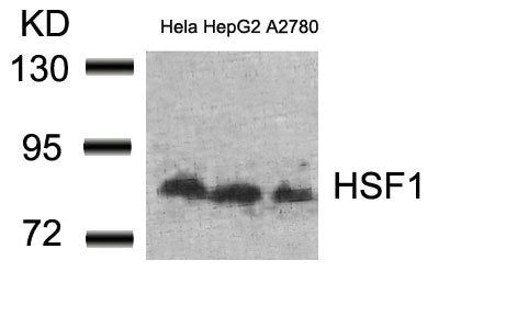 HSF1 (Ab-307) Antibody