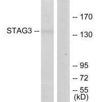 STAG3 Antibody