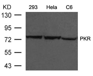 EIF2AK2 (Ab-446) Antibody