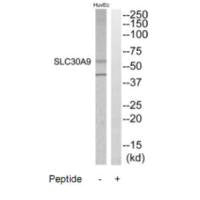 SLC30A9 Antibody