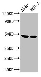 LOX Antibody