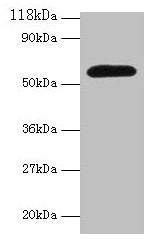 Angpt2 Antibody
