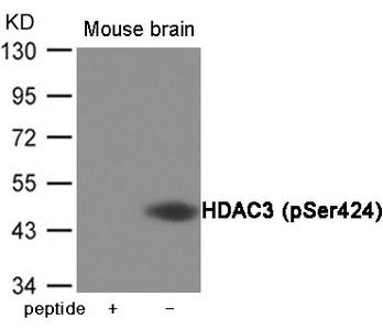 Phospho-HDAC3 (Ser424) Antibody