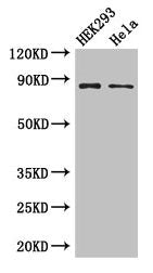 MLH1 Antibody
