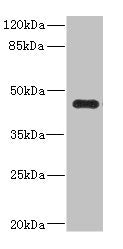 Ren2 Antibody