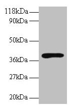 Hp Antibody