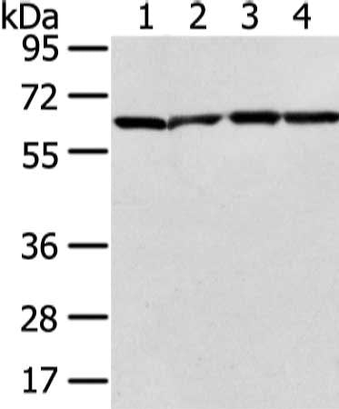 ATIC Antibody