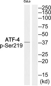 Phospho-ATF4 (Ser219) Antibody