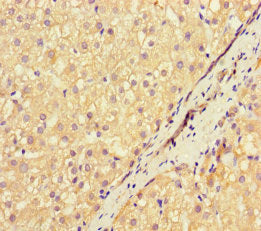 NEU1 Antibody