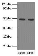 NEU3 Antibody