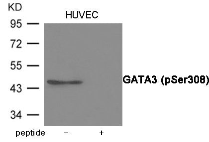 Phospho-GATA3 (Ser308) Antibody