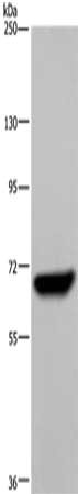 LCP1 Antibody