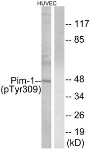 Phospho-Pim1 (Tyr309) Antibody