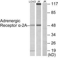 ADRA2A Antibody