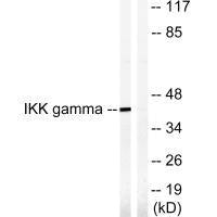 IKBKG (Ab-85) Antibody