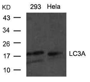 MAP1LC3A Antibody