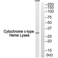 HCCS Antibody
