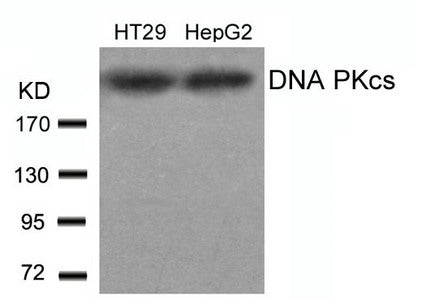 PRKDC (Ab-2609) Antibody