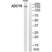 ADCY9 Antibody