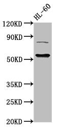 KAT5 Antibody