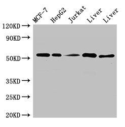 KAT8 Antibody