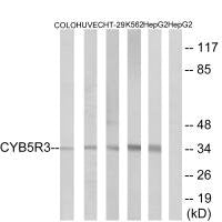 CYB5R3 Antibody