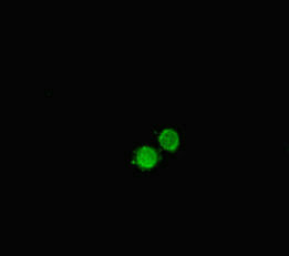HDAC9 Antibody