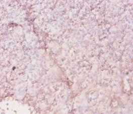 HLA-DRA Antibody