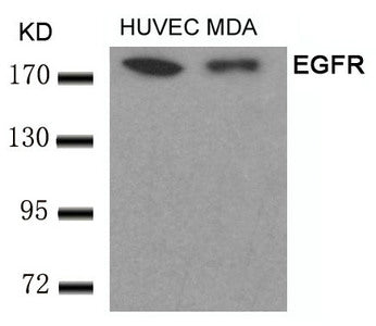 EGFR (Ab-693) Antibody