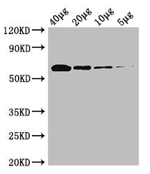 poxB Antibody, Biotin conjugated