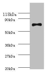 recQ Antibody