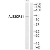 ALS2CR11 Antibody
