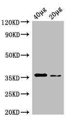 dcyD Antibody, Biotin conjugated