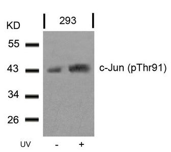 Phospho-JUN (Thr91) Antibody