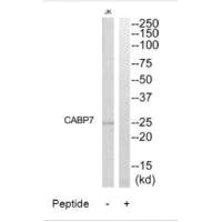 CABP7 Antibody
