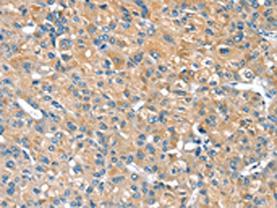 PILRB Antibody