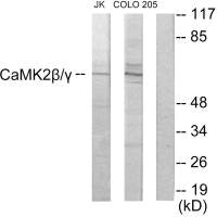 CAMK2G/CAMK2B Antibody
