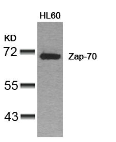 ZAP70 (Ab-319) Antibody
