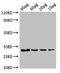 eutC Antibody