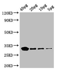 eutC Antibody, HRP conjugated