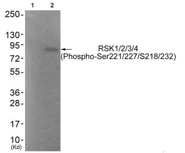 Phospho-RPS6KA1/RPS6KA3/RPS6KA2/RPS6KA6 (Ser221/227/S218/232) Antibody