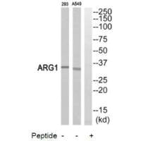 ARG1 Antibody