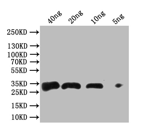 fbpA Antibody