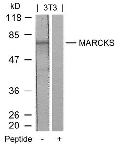 MARCKS (Ab-158) Antibody
