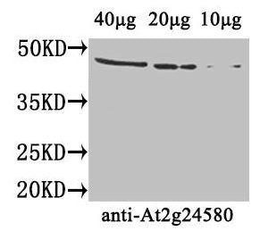 At2g24580 Antibody