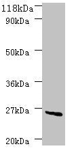 deoD Antibody