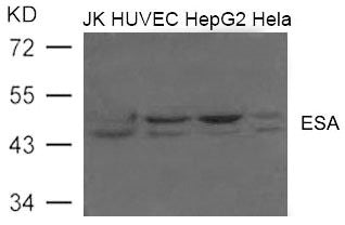 FLOT2 Antibody